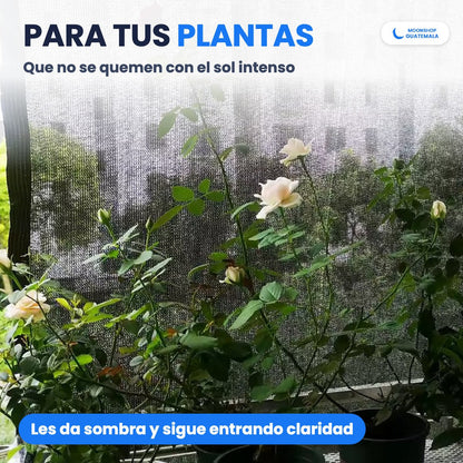 Rosas en macetas detrás de la malla sombra: les da sombra para que no se quemen con el sol y sigue entrando claridad